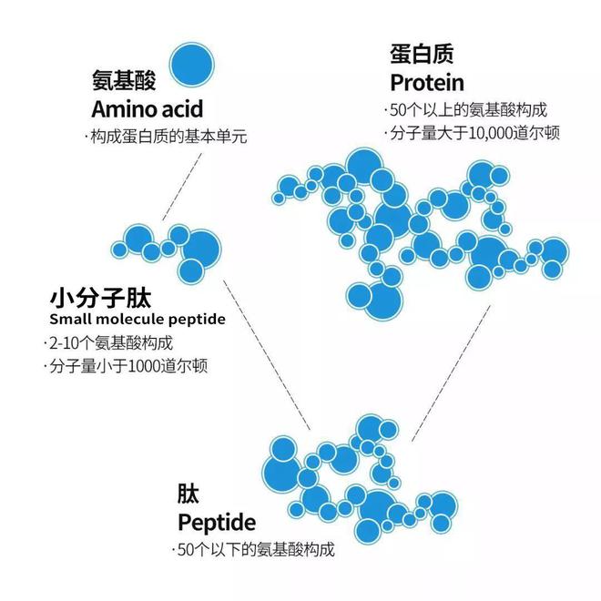 小分子肽的分子量.jpg