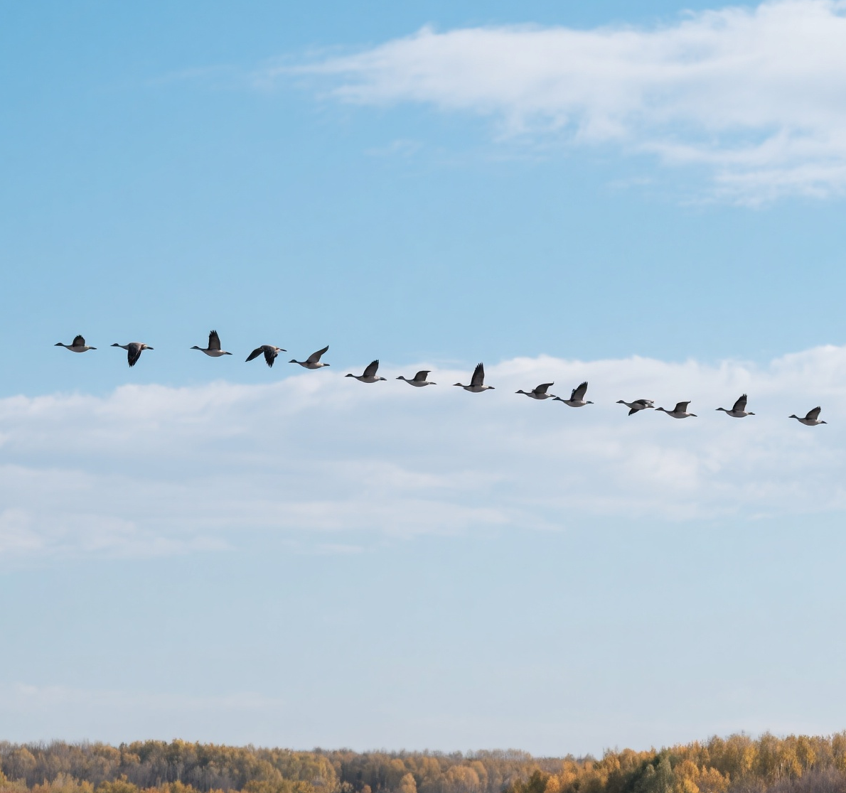 jimeng-2025-09-07-7758-北方的鸿雁感知到秋意，开始列队南飞，准备去往温暖的南方过冬，远景(1).png